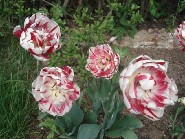 tulipan pe?ny czerw biel carnaval de nice