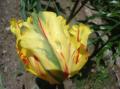 tulipan papuzi ?ó?t czerw ziel texas flame