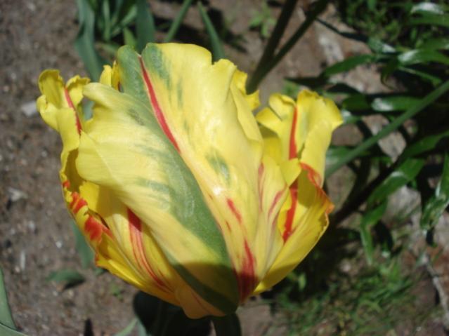 tulipan papuzi ?ó?t czerw ziel texas flame